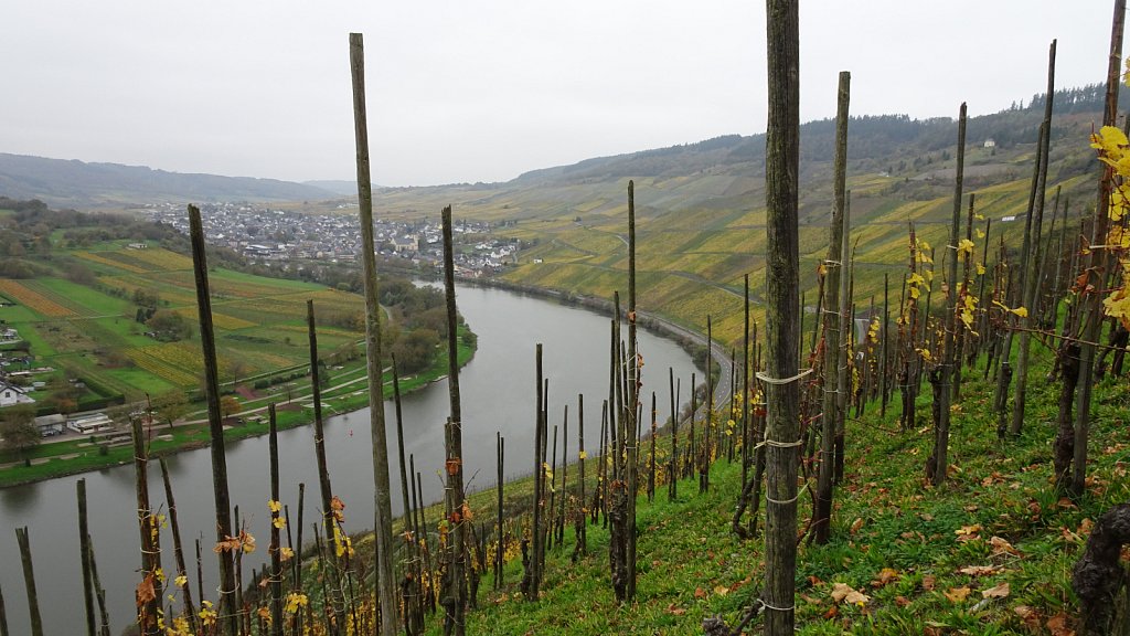 Mosel-108.JPG