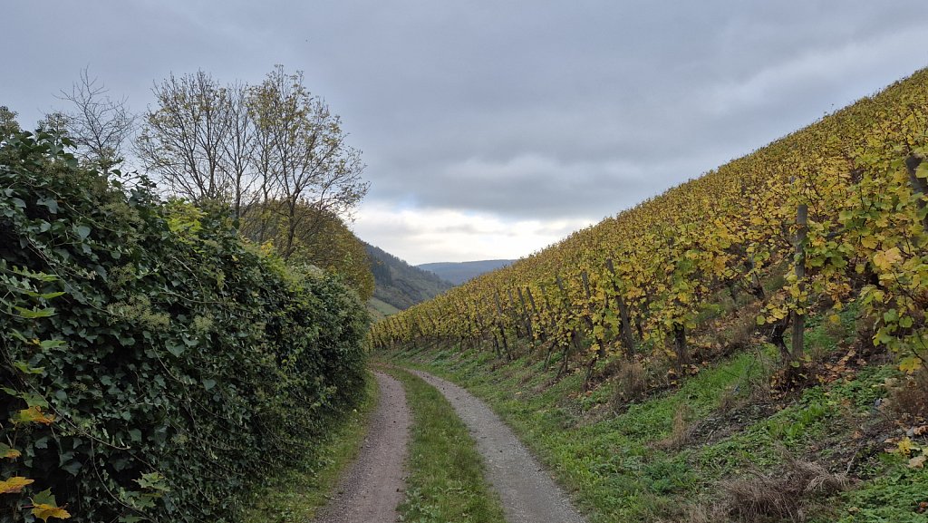 Mosel-135.jpg