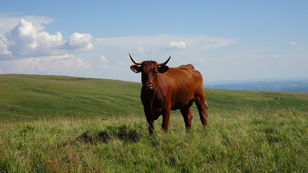 Cantal-226.JPG