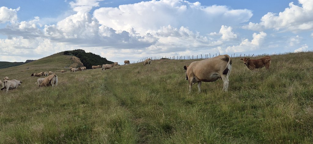 Cantal-305.jpg