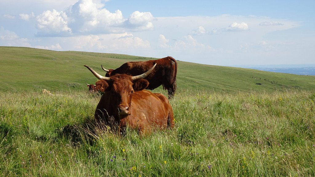 Cantal-225.JPG