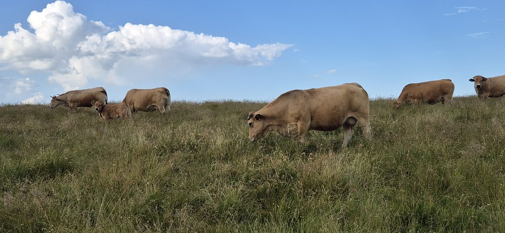 Cantal-306.jpg