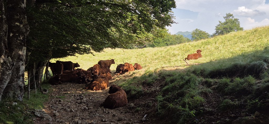 Cantal-388.jpg