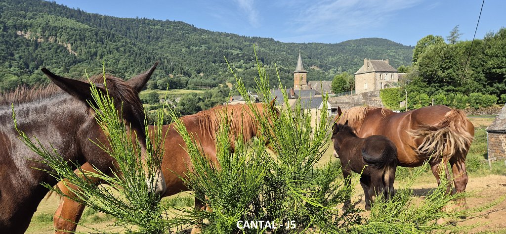 Cantal-506.jpg