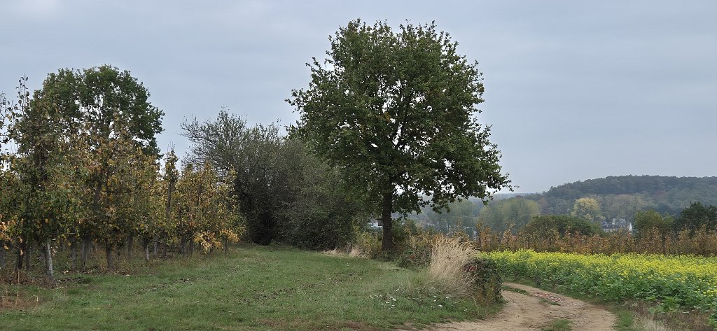Wezemaal-135.jpg
